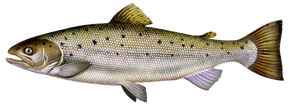 Sea Trout