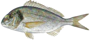 Black Seabream