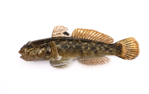 Best gear to fish Round Goby