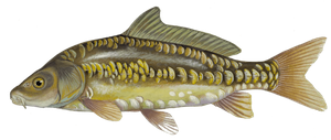 Mirror Carp