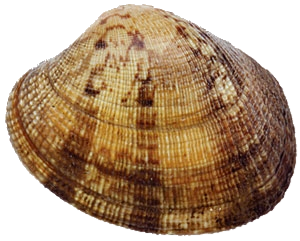 Last Manila Clam caught