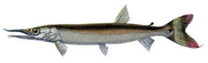 Last Bicuda caught
