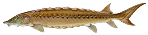 Shortnose Sturgeon