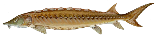 Shortnose Sturgeon