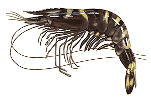 Species Card of Prawn