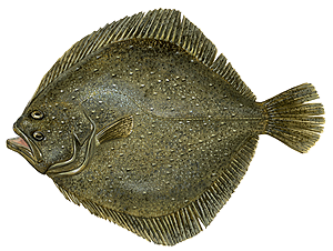 Turbot