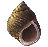 Last Common Periwinkle caught