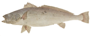 Species Card of Japanese Meagre