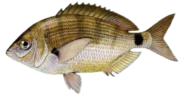 Annular Seabream