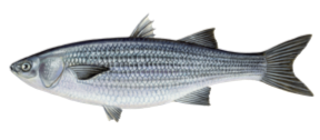 Last Thicklip Grey Mullet caught