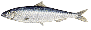 Last European Pilchard caught