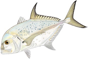 Last Blue Spotted Trevally caught