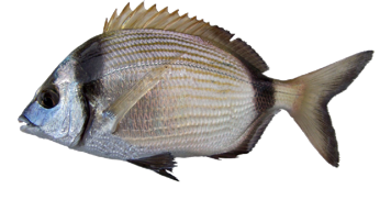 Common Two-banded Seabream