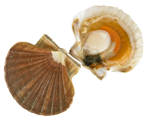 Last Great Scallop caught