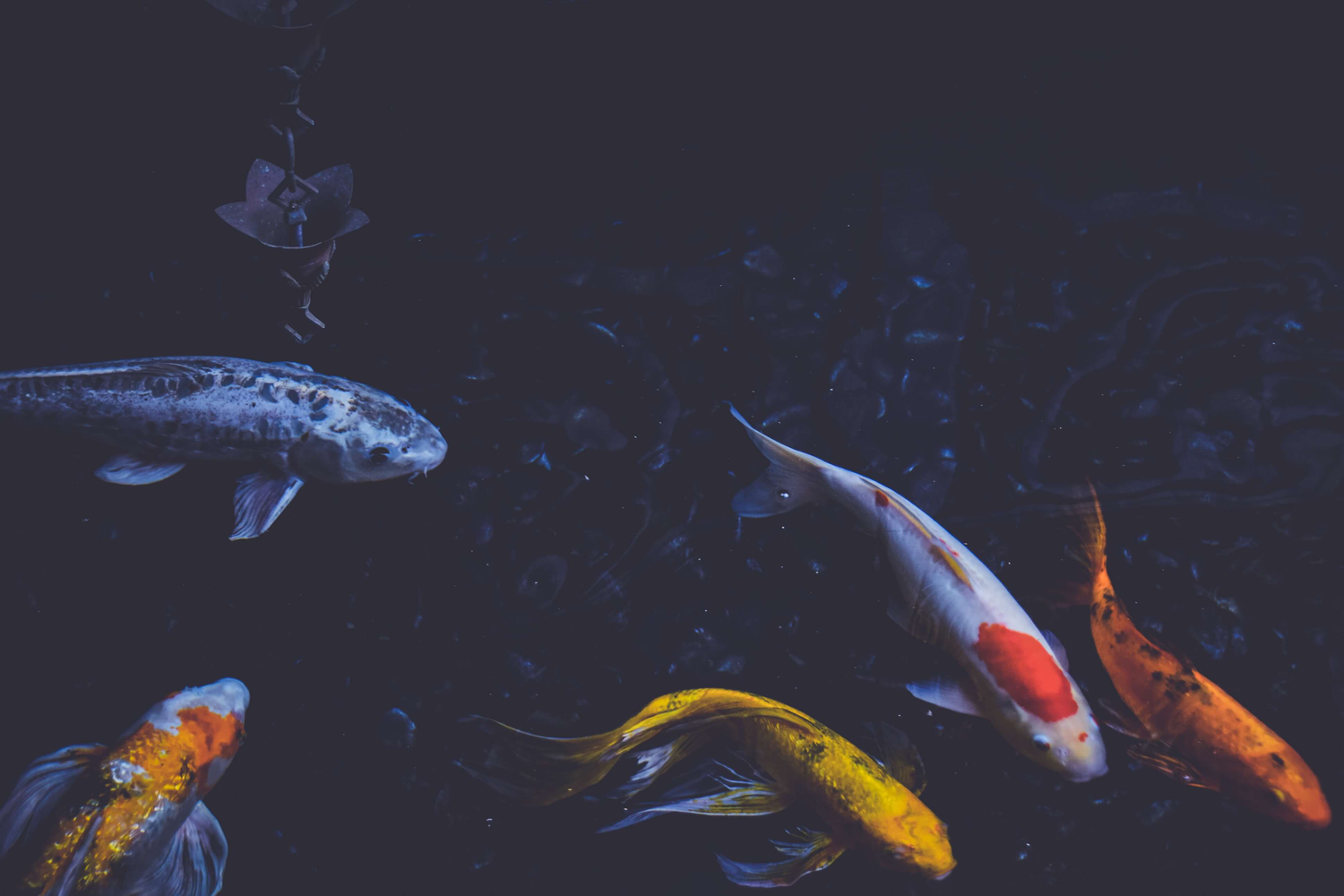 Species Card of Koï Fish