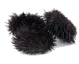 Species Card of Rock Sea Urchin