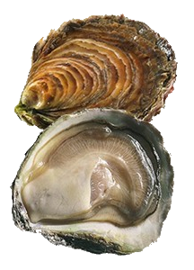 Last European Flat Oyster caught