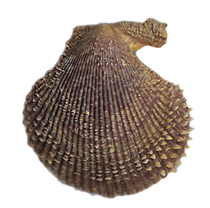 Last Variegated Scallop caught