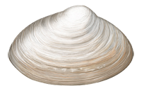 Species Card of Atlantic Surf Clam