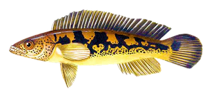 Species Card of Jacundá