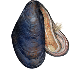 Blue Mussel