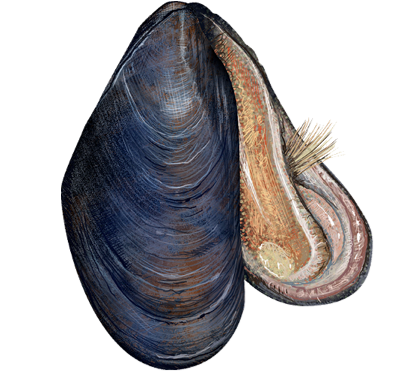 Blue Mussel