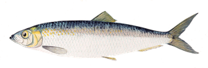 Atlantic Herring