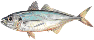 Atlantic Horse Mackerel