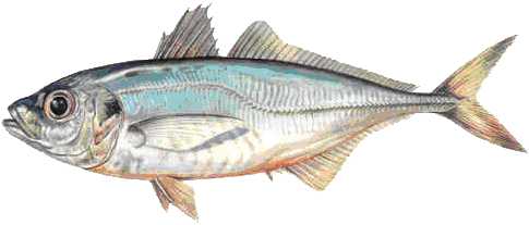 Atlantic Horse Mackerel