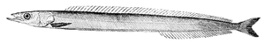 Species Card of Northern Sand Lance
