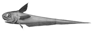 Roundnose Grenadier