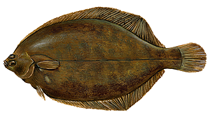 Best gear to fish Lemon Sole