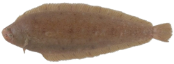 Species Card of Wedge Sole