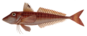 Species Card of Red Gurnard