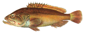 Species Card of Brown Grouper (Dusky)