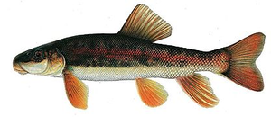Last Longnose sucker caught