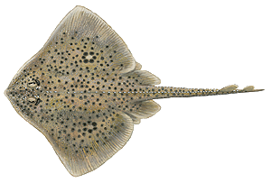 Last Spotted Ray caught