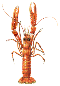 Last Norway Lobster caught