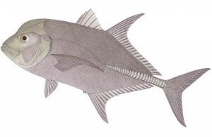 Last Black Trevally caught