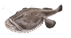 Last Blackbellied Angler caught