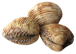 Last Warty Venus caught