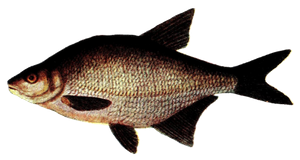 Common Bream