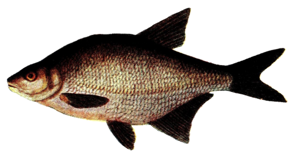 Common Bream