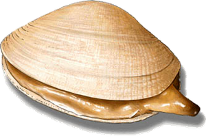 Best gear to fish Grooved Carpet Shell
