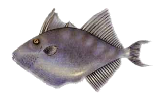 Last Triggerfish caught | (Balistes Carolinensis) | FishFriender