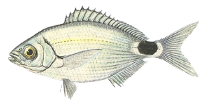 Last Saddled Seabream caught