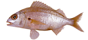 Last Axillary Seabream caught