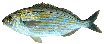 Salema