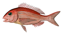 Red Porgy