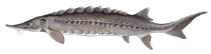 Gulf Sturgeon